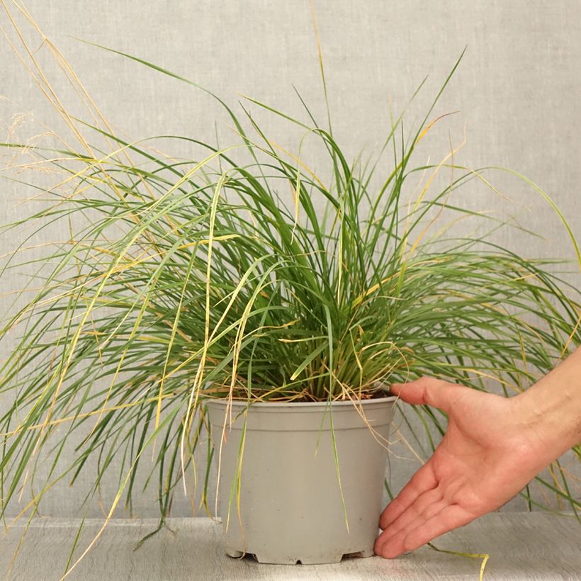 Spécimen de Deschampsia cespitosa Palava - Canche cespiteuse Pot de 3L/4L tel que livré en été