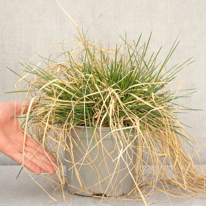 Spécimen de Deschampsia cespitosa Palava - Canche cespiteuse - Pot de 3L/4L tel que livré au printemps