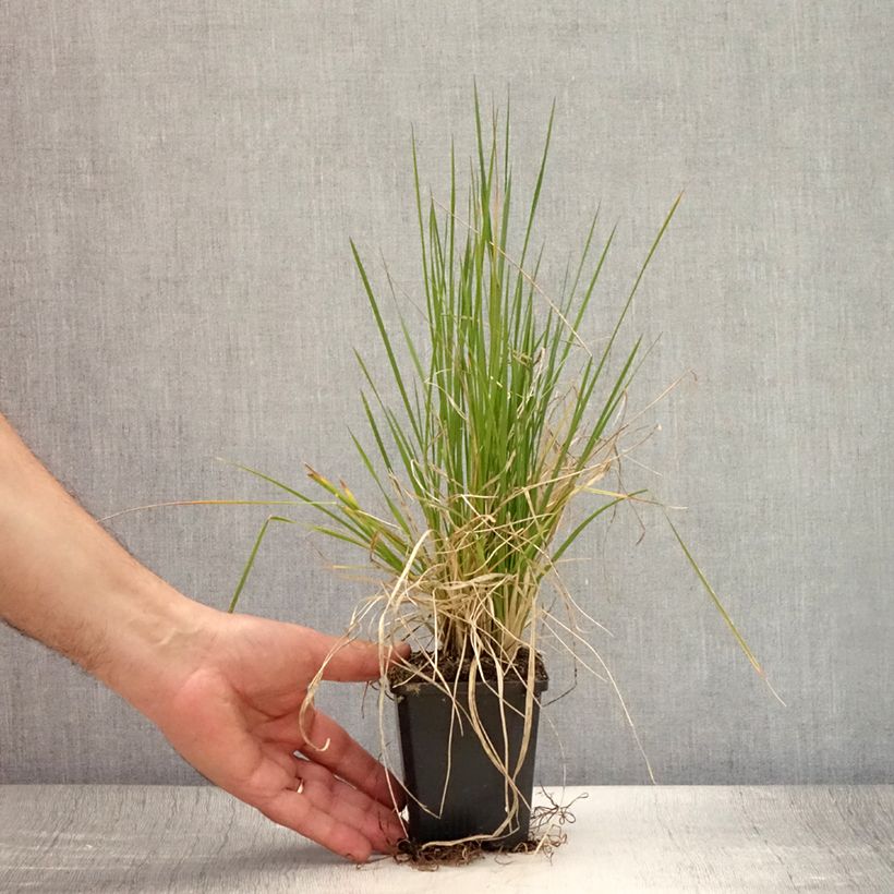 Spécimen de Deschampsia cespitosa Pixie Fountain - Canche cespiteuse Godet de 8/9 cm tel que livré en été