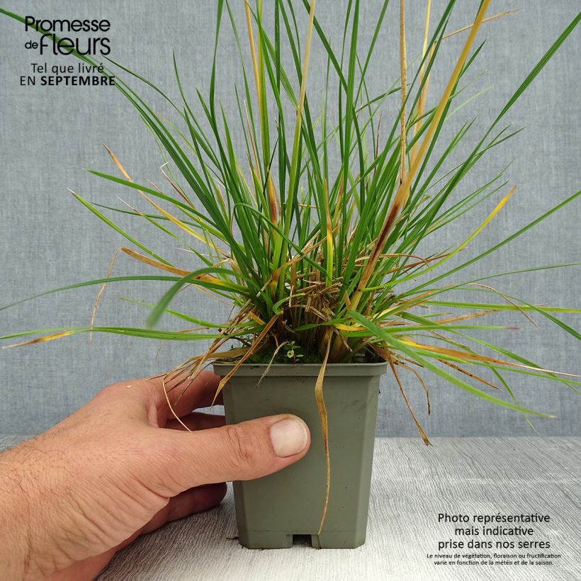 Spécimen de Deschampsia cespitosa Tardiflora - Canche cespiteuse  Godet de 8/9 cm tel que livré en été