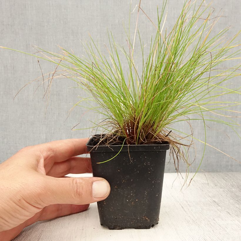 Spécimen de Deschampsia flexuosa Tatra Gold - Canche flexueuse Godet de 8/9 cm tel que livré en été