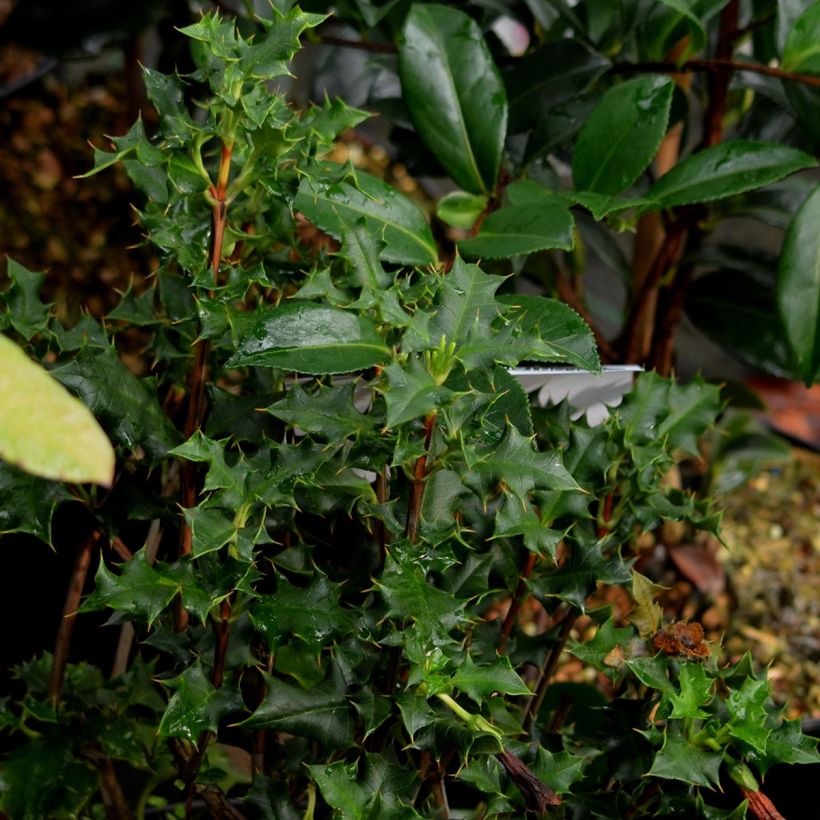 Desfontainea spinosa  (Feuillage)