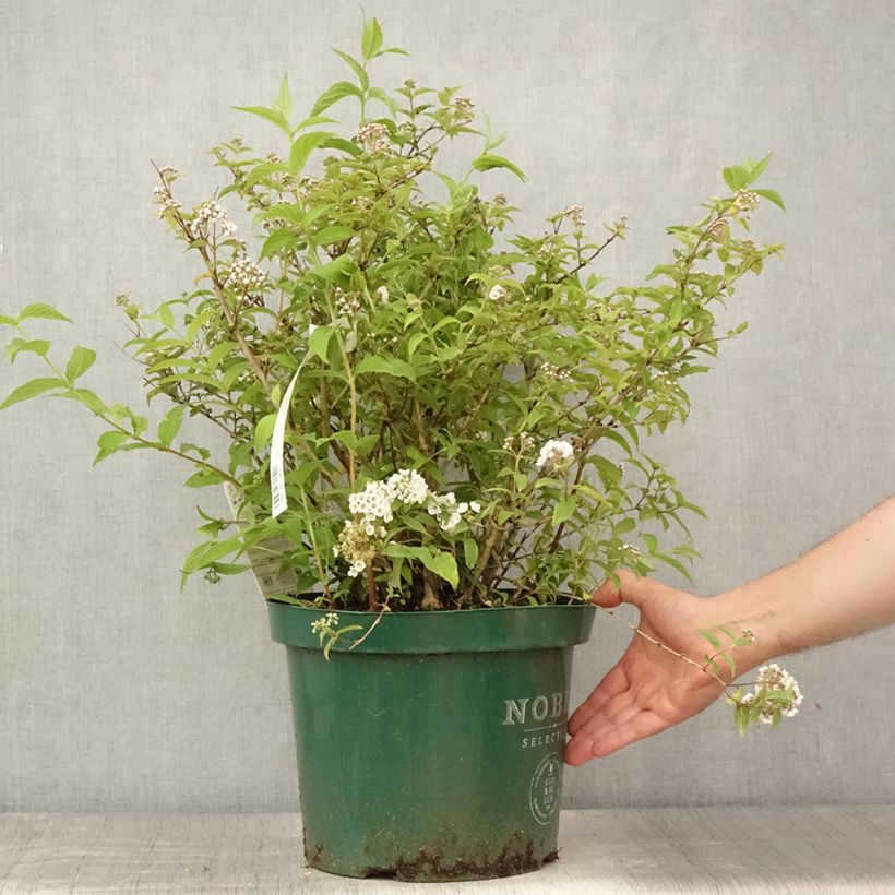 Spécimen de Deutzia compacta Lavender Time - Deutzie Pot de 7,5L/10L tel que livré en été