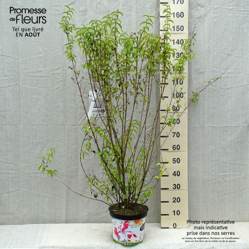 Spécimen de Deutzia crenata Pride of Rochester Pot de 7,5L/10L tel que livré en été