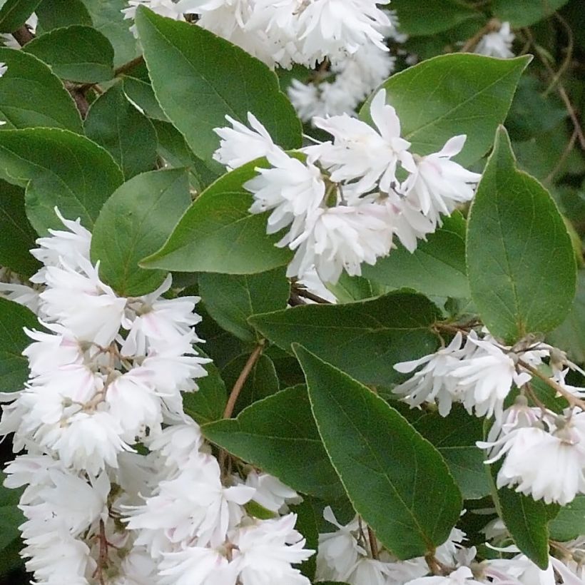 Deutzia crenata Pride of Rochester (Feuillage)