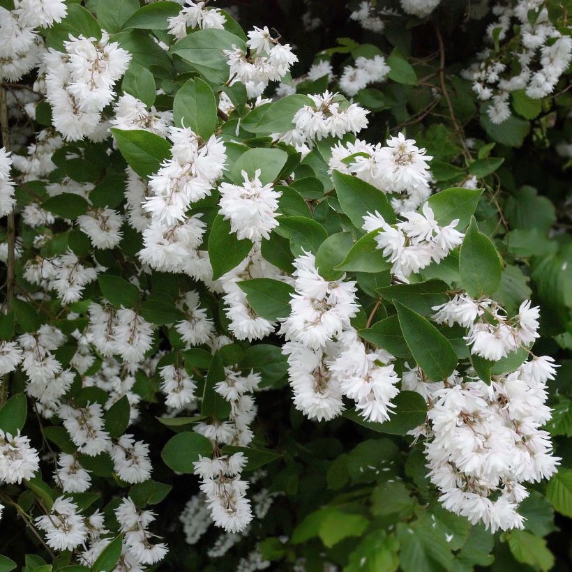 Deutzia crenata Pride of Rochester (Floraison)