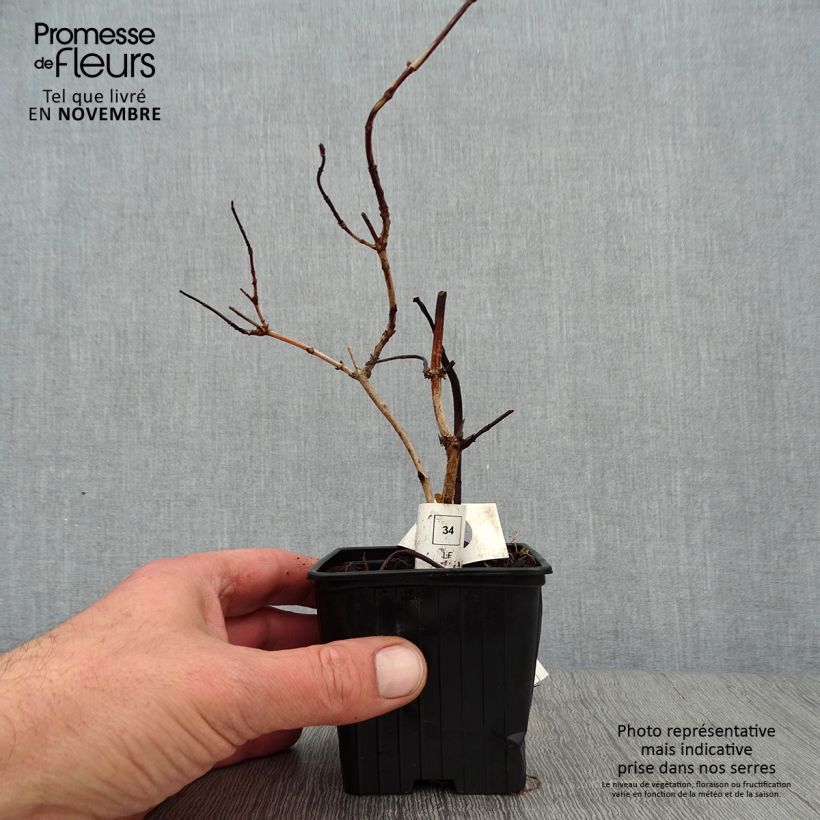 Spécimen de Deutzia crenata Pride of Rochester Godet de 8/9 cm tel que livré en automne