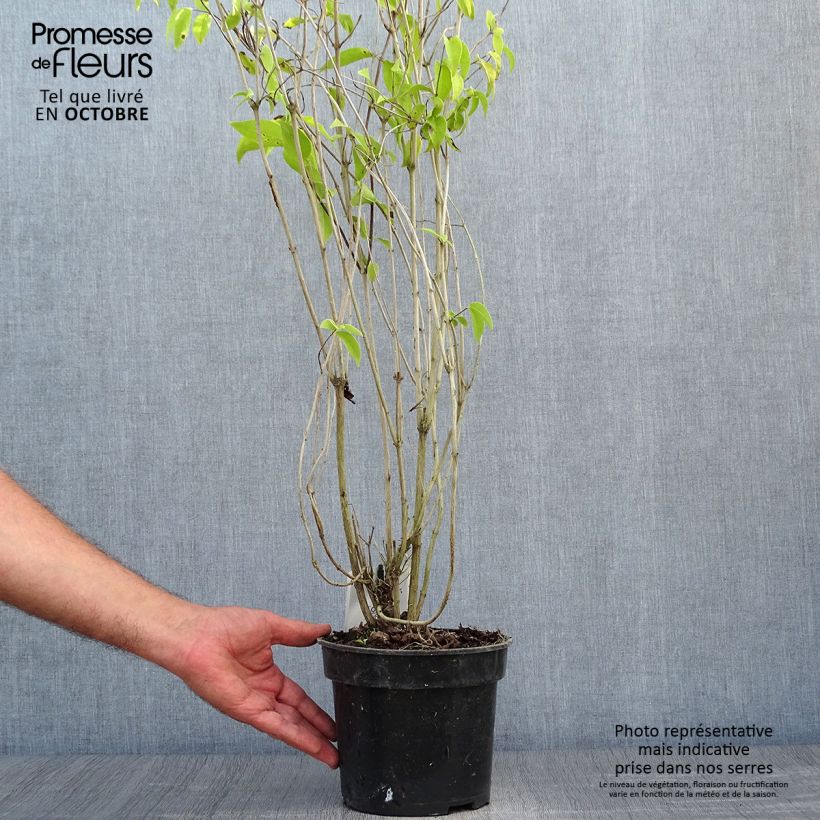 Spécimen de Deutzia crenata Pride of Rochester Pot de 2L/3L tel que livré en automne