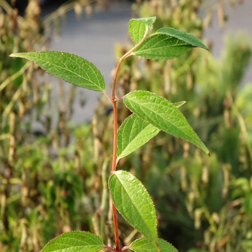 Deutzia elegantissima Rosealind (Feuillage)