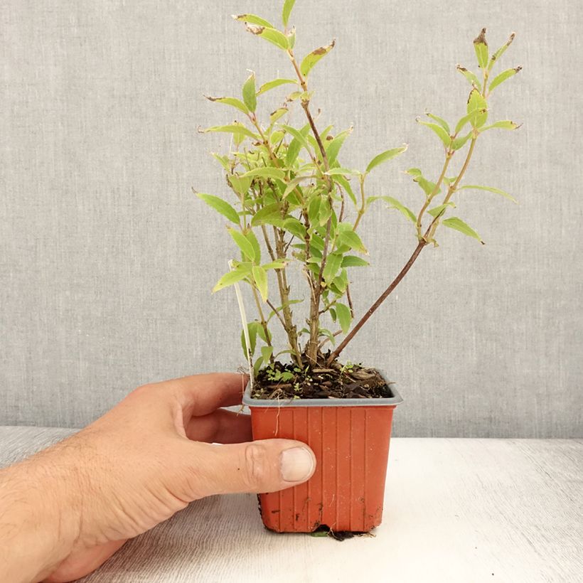 Spécimen de Deutzia gracilis - Deutzie Godet de 8/9 cm tel que livré en été