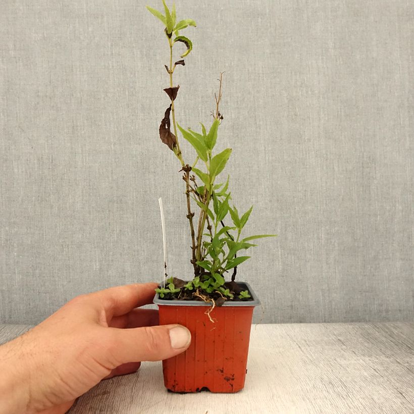 Spécimen de Deutzia gracilis - Deutzie - godet de 8/9cm tel que livré au printemps