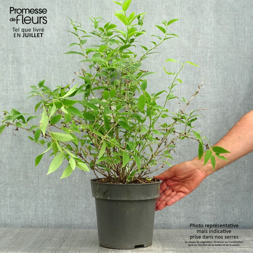 Spécimen de Deutzia gracilis - Deutzie Pot de 4L/5L tel que livré en été