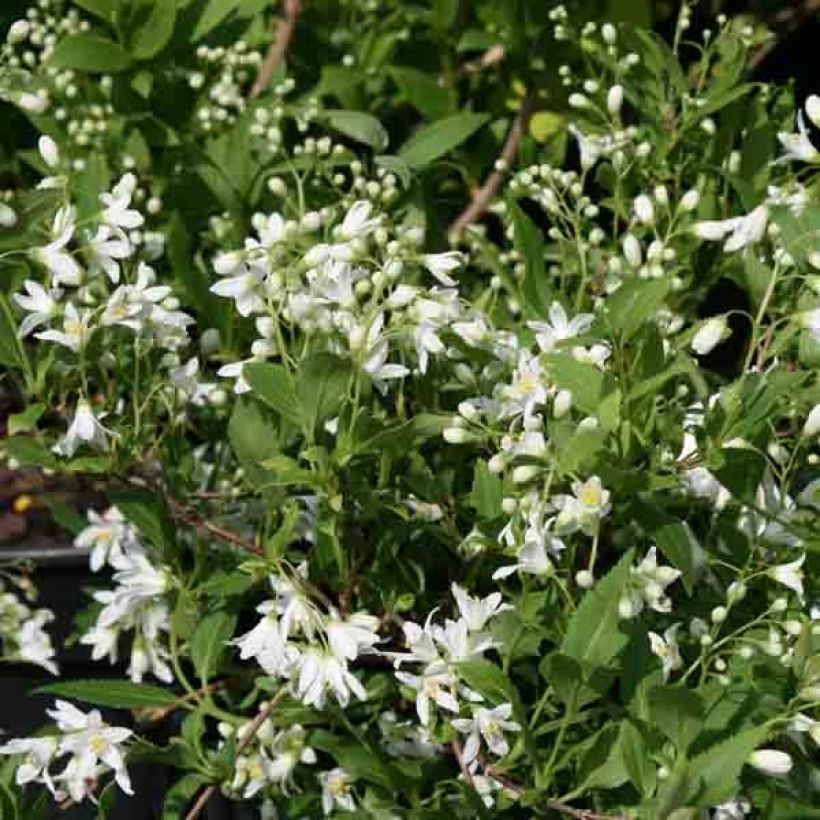 Deutzia gracilis Nikko (Floraison)