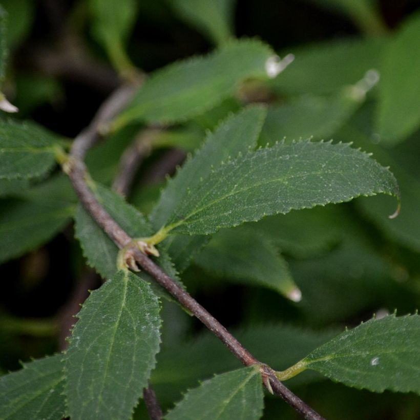 Deutzia gracilis Nikko (Feuillage)