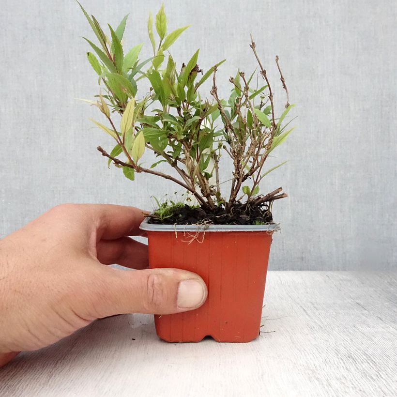 Spécimen de Deutzia gracilis Nikko Godet de 8/9 cm tel que livré en été