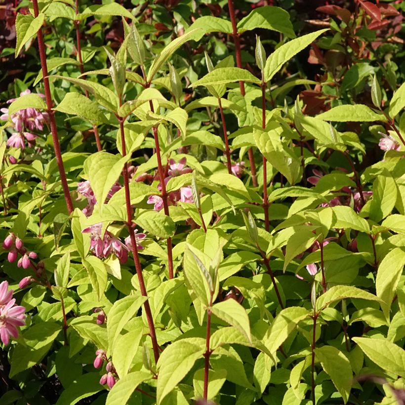 Deutzia hybrida Strawberry Fields - Deutzie (Port)