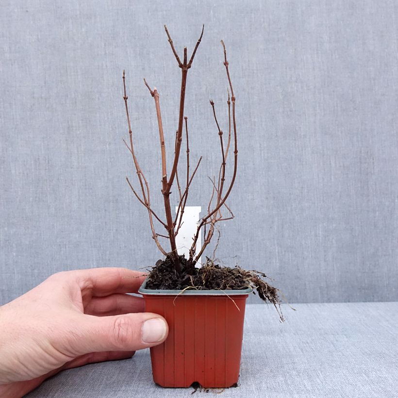 Spécimen de Deutzia hybrida Strawberry Fields - Deutzie Godet de 8/9 cm tel que livré en hiver