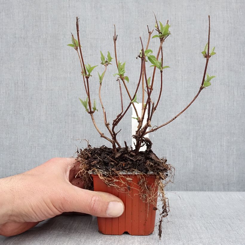 Spécimen de Deutzia hybrida Strawberry Fields - Deutzie - Godet de 8/9 cm tel que livré au printemps