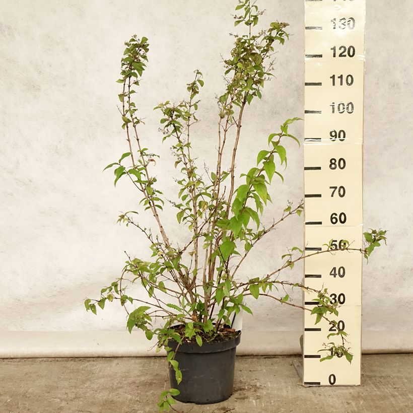 Spécimen de Deutzia hybride Mont Rose - Deutzie Pot de 7,5L/10L tel que livré en été