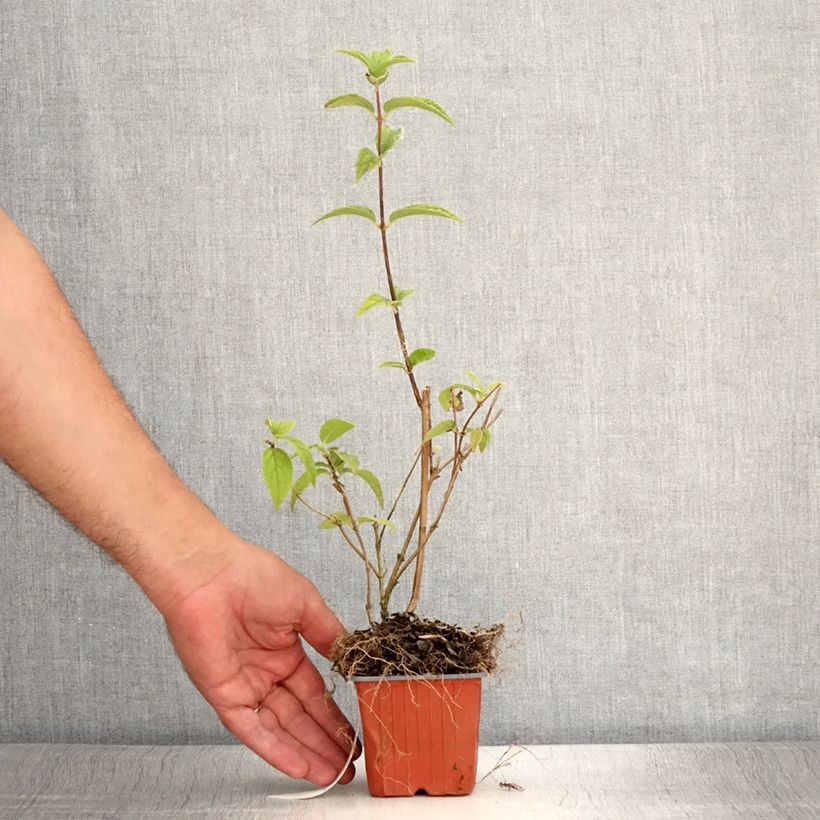 Spécimen de Deutzia hybride Mont Rose - Deutzie Godet de 8/9 cm tel que livré en été