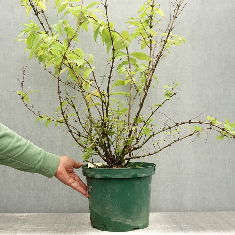 Spécimen de Deutzia hybride Raspberry Sundae - Deutzie Pot de 7,5L/10L tel que livré en été