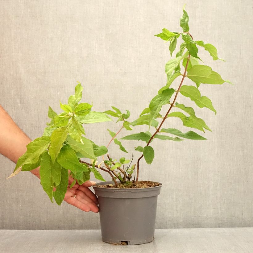 Spécimen de Deutzia hybride Raspberry Sundae - Deutzie Pot de 3L/4L tel que livré en été