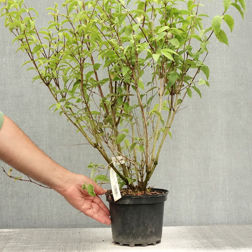 Spécimen de Deutzia magnifica - Deutzie Pot de 2L/3L tel que livré en été