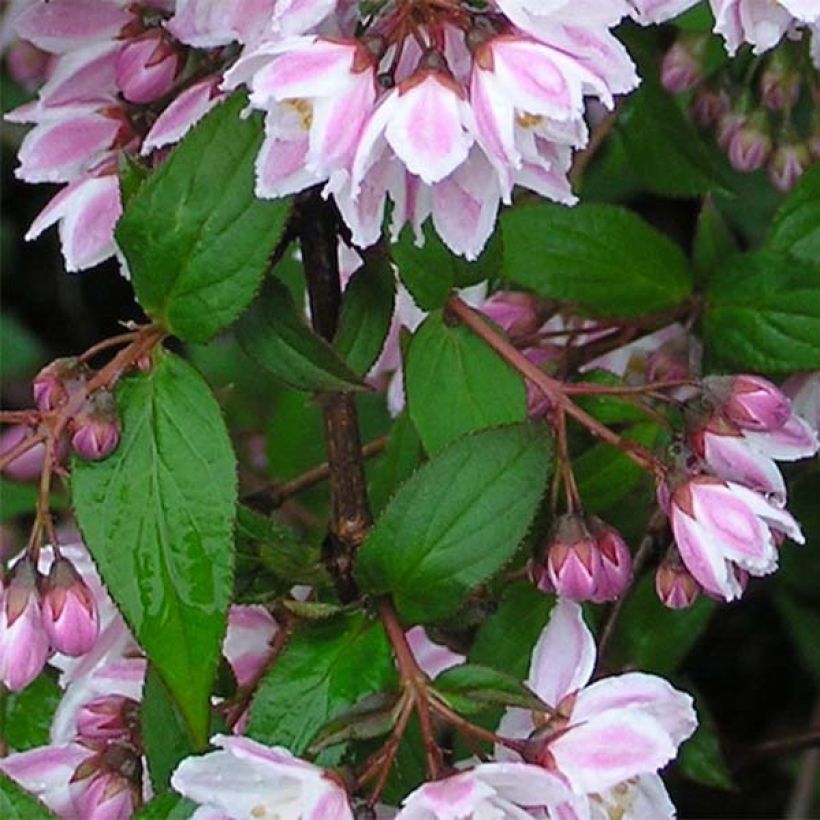 Deutzia purpurascens Kalmiiflora - Deutzie (Feuillage)