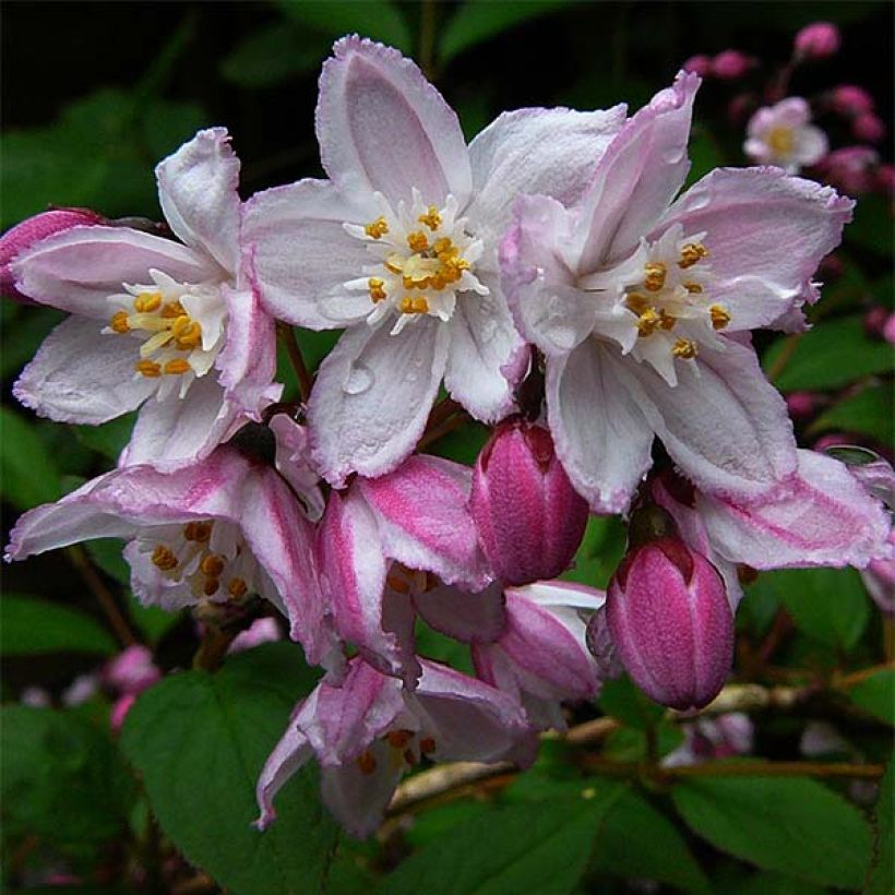 Deutzia purpurascens Kalmiiflora - Deutzie (Floraison)