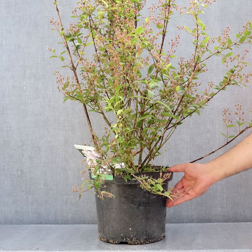 Spécimen de Deutzia purpurascens Kalmiiflora - Deutzie Pot de 7,5L/10L tel que livré au printemps