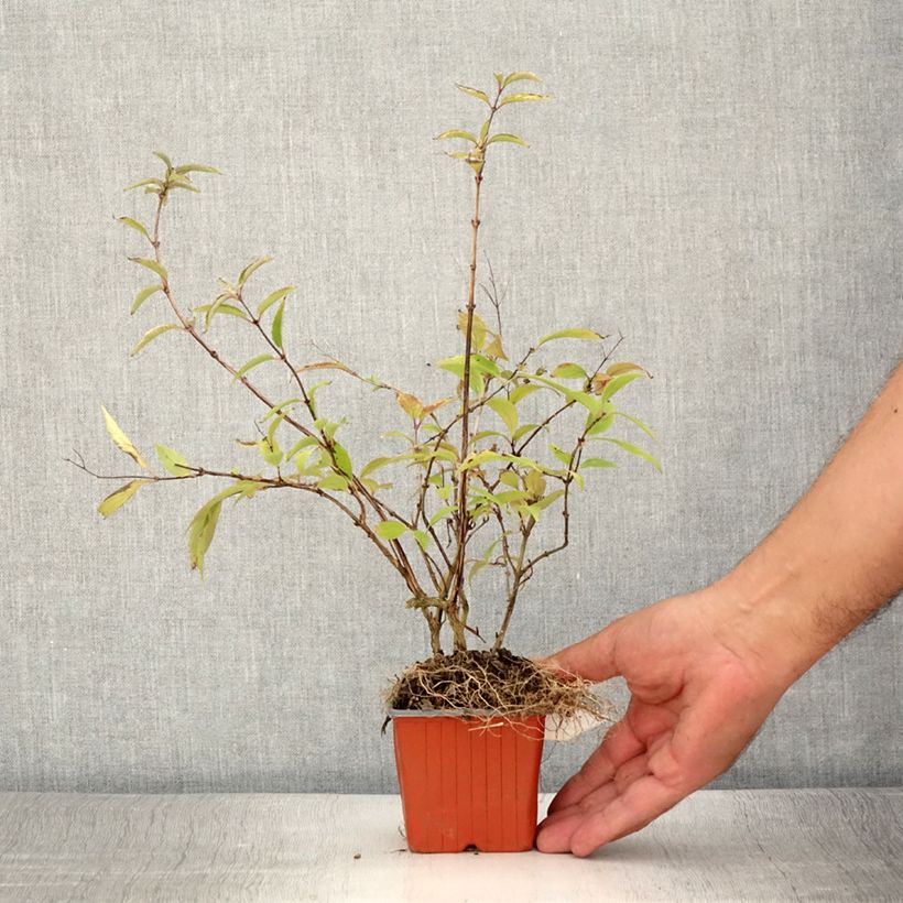Spécimen de Deutzia purpurascens Kalmiiflora - Deutzie Godet de 8/9 cm tel que livré en été