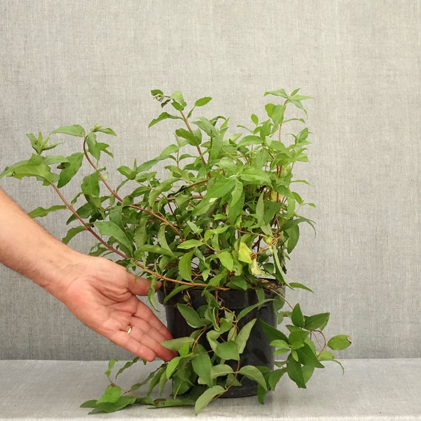 Spécimen de Deutzia scabra Punctata - Deutzie Pot de 2L/3L tel que livré en été