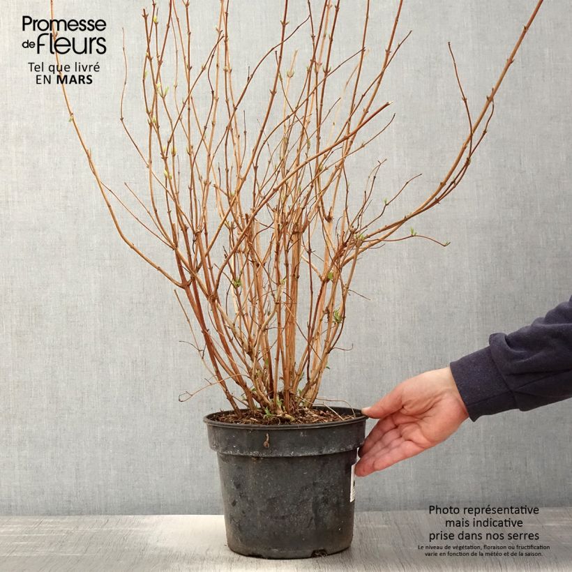 Spécimen de Deutzia scabra Punctata - Deutzie - Pot de 2L/3L tel que livré au printemps
