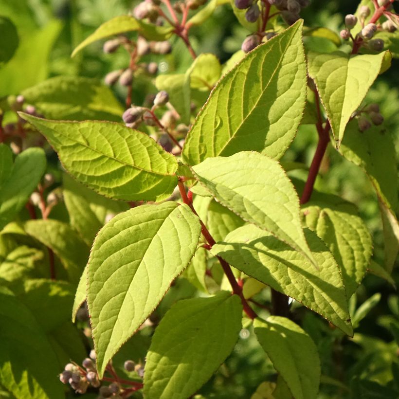 Deutzia Tourbillon Rouge (Feuillage)