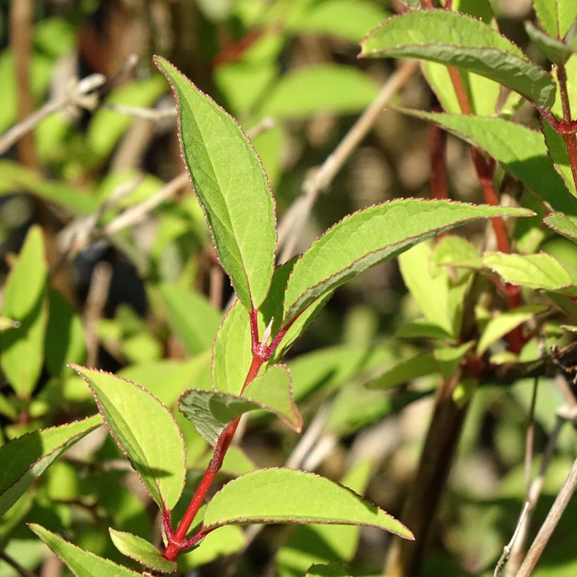 Deutzia x lemoinei - Deutzie (Feuillage)