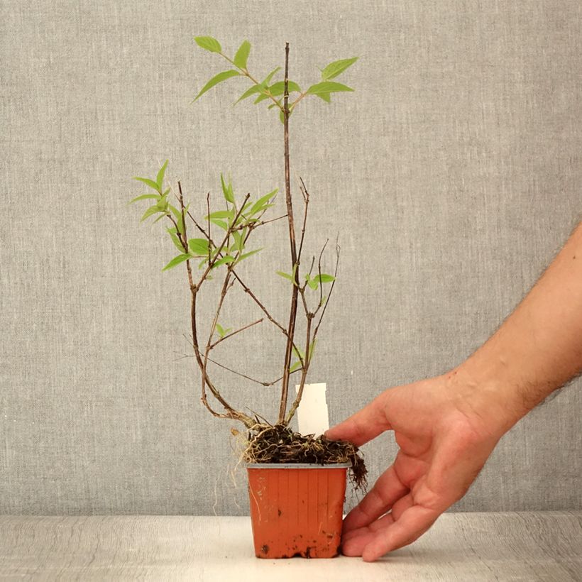 Spécimen de Deutzia x lemoinei - Deutzie Godet de 8/9 cm tel que livré en été