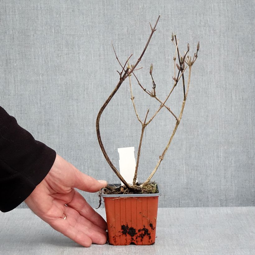 Spécimen de Deutzia x lemoinei - Deutzie - Godet de 8/9 cm tel que livré au printemps