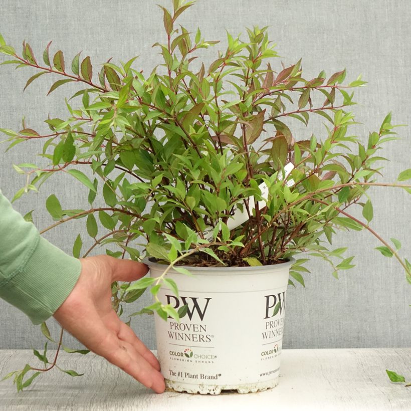 Spécimen de Deutzia Yuki Cherry Blossom Pot de 2L/3L tel que livré en été