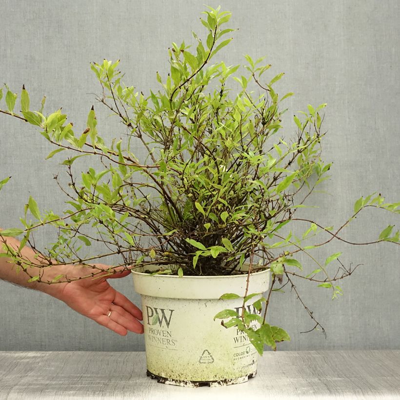 Spécimen de Deutzia Yuki Snowflake - Deutzie Pot de 7,5L/10L tel que livré en été