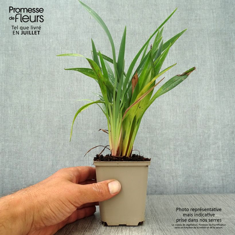 Spécimen de Dianella revoluta Blue Stream Godet de 8/9 cm tel que livré en été