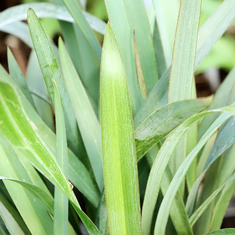 Dianella revoluta Blue Stream (Feuillage)