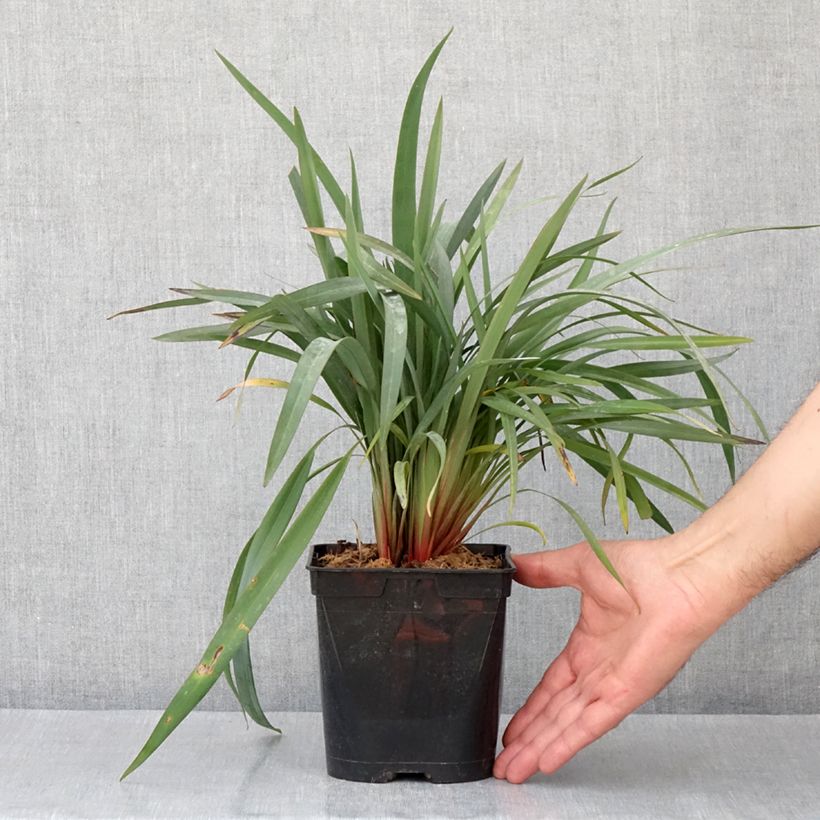 Spécimen de Dianella revoluta Blue Stream Pot de 2L/3L tel que livré au printemps