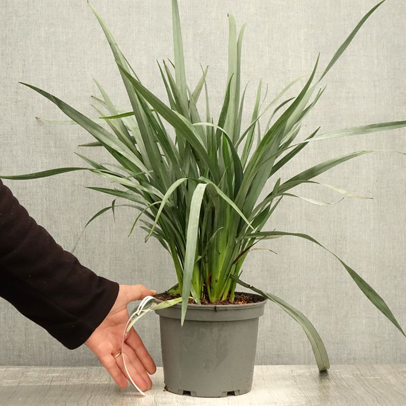 Spécimen de Dianella caerulea Cassa Blue Pot de 2L/3L tel que livré en automne
