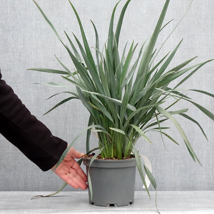 Spécimen de Dianella caerulea Cassa Blue Pot de 2L/3LHauteur livrée env. 20/30cm tel que livré en hiver