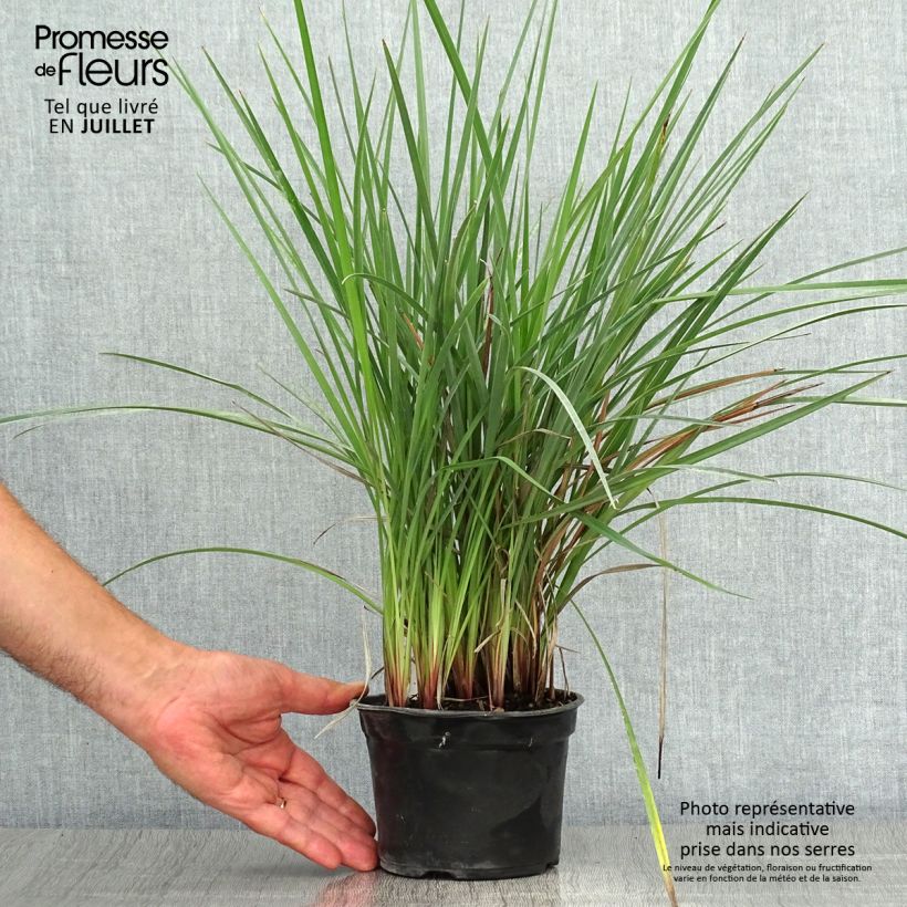 Spécimen de Dianella revoluta Coolvista Godet de 8/9 cm tel que livré en été