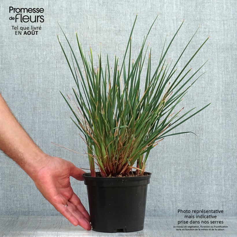 Spécimen de Dianella revoluta Little Rev Pot de 2L/3L tel que livré en été