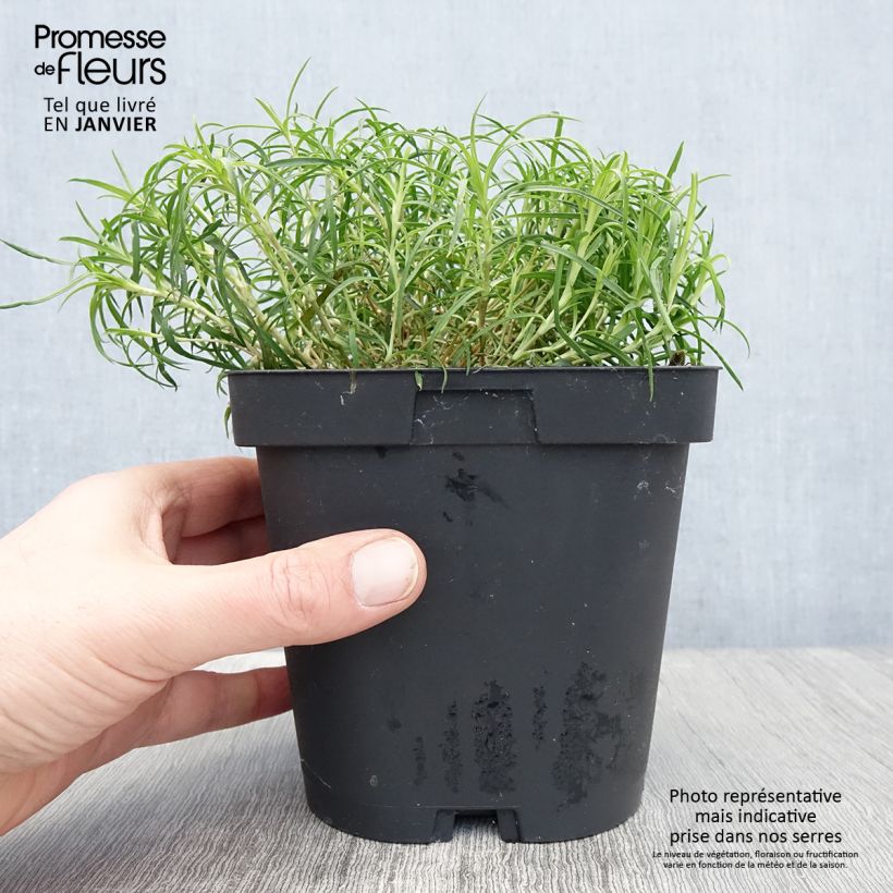 Spécimen de Dianthus arenarius - Oeillet des sables Pot de 2L/3L tel que livré en hiver
