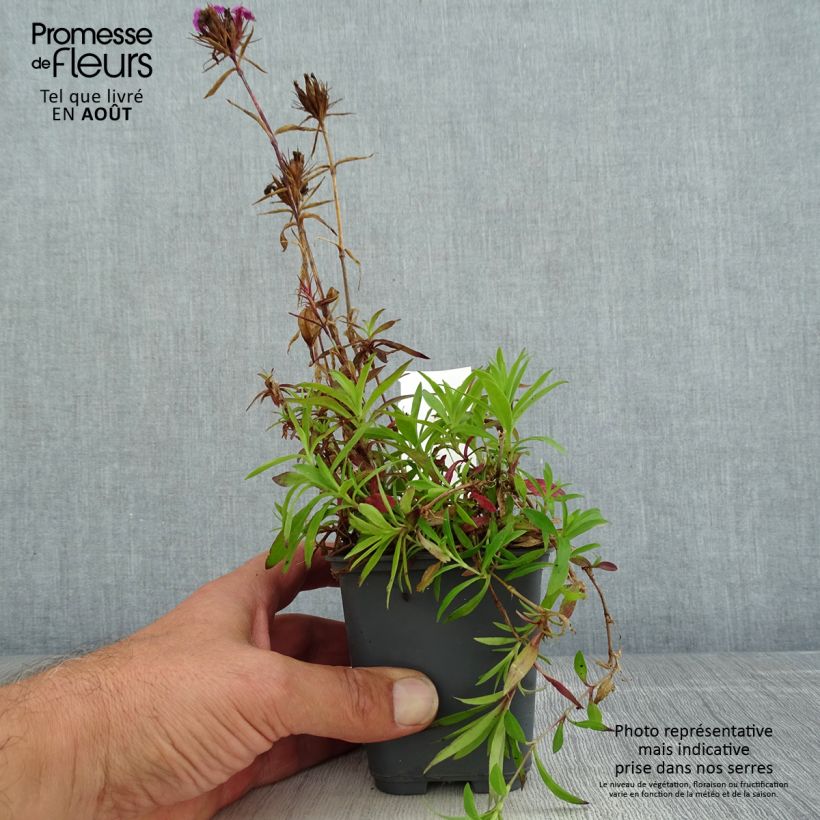 Spécimen de Dianthus barbatus Oeschberg, Oeillet barbu Godet de 8/9 cm tel que livré en été