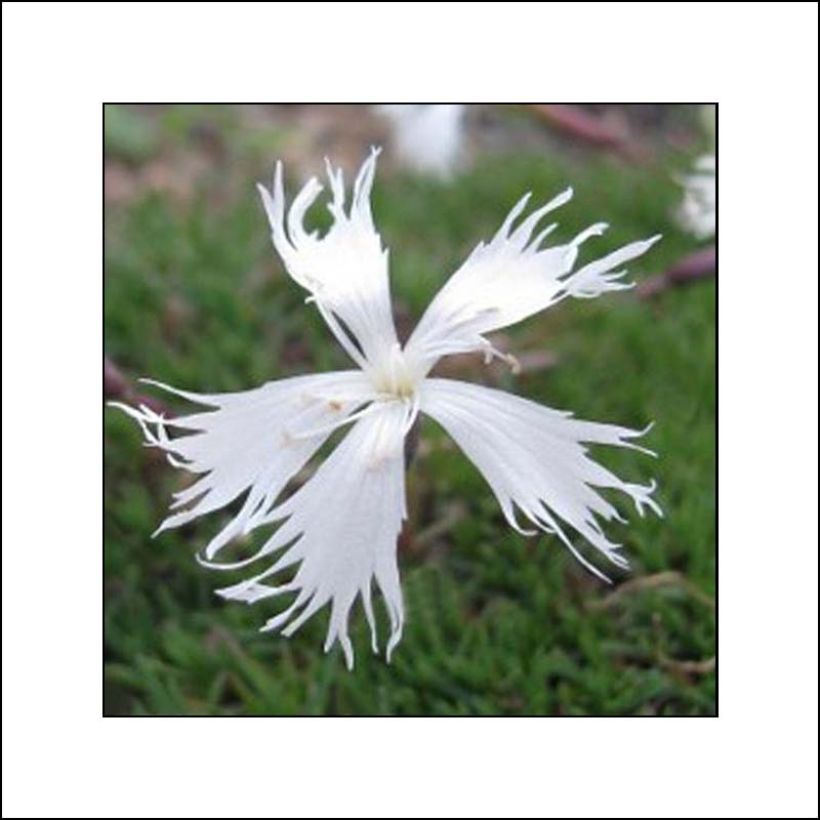 Dianthus Berlin Snow - Oeillet nain (Floraison)