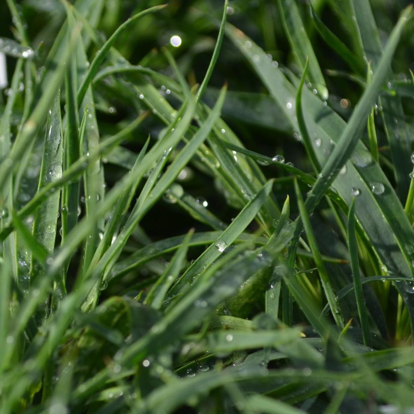 Dianthus carthusianorum - Oeillet des chartreux (Feuillage)